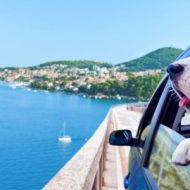 traveling with pets as a digital nomad