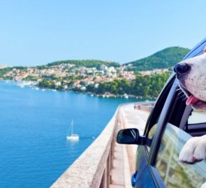 Digital Nomads With Pets: Having a Pet Companion