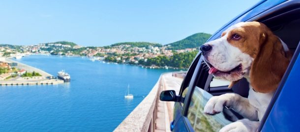 Digital Nomads With Pets: Having a Pet Companion
