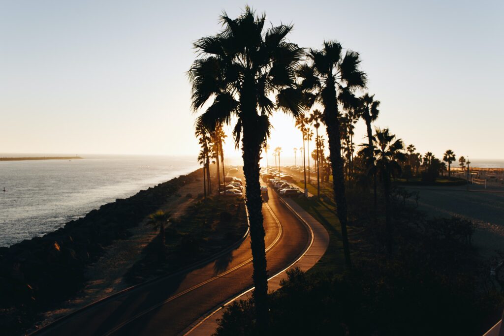 palm trees in San Diego, California, US