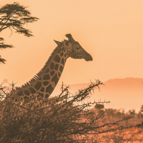 Richest African Countries in 2024