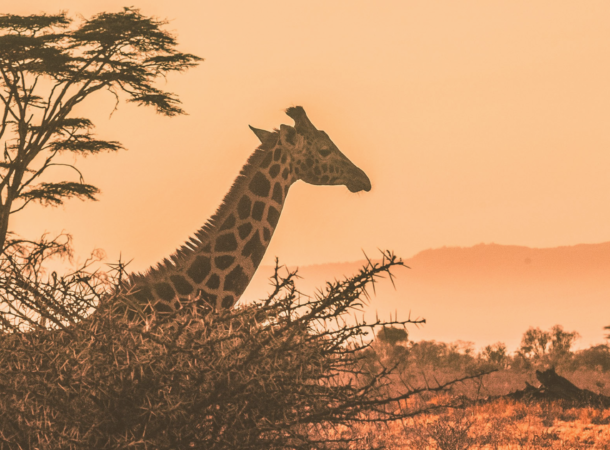 Richest African Countries in 2024