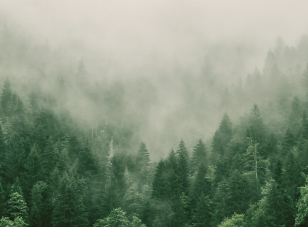 Most Forested States in the US in 2024