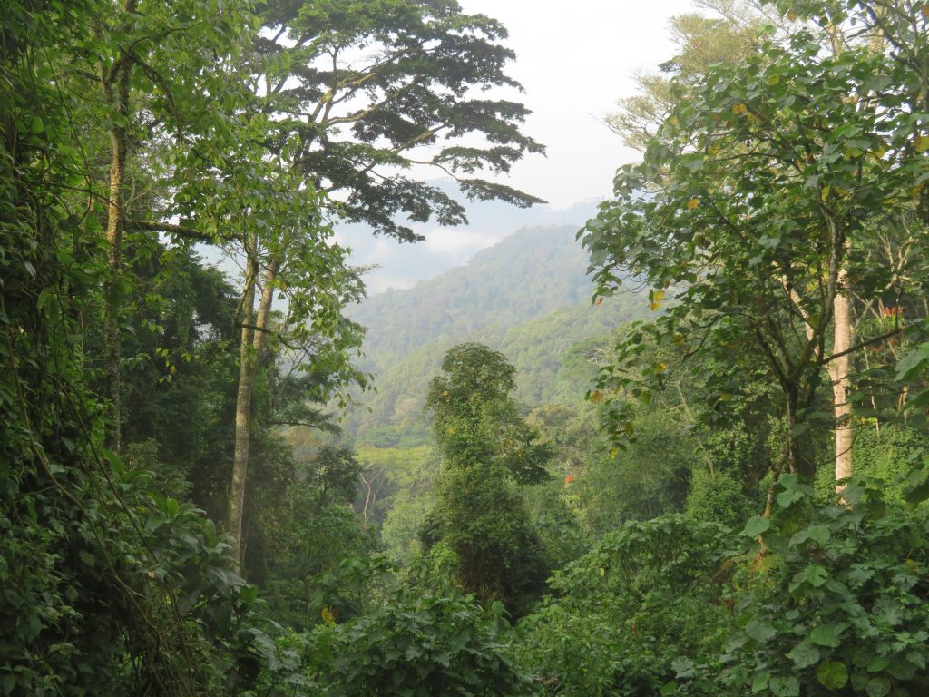 Bwindi Impenetrable National Park, Uganda